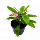 Crown Of Thorns A 5Ch Pot Flowering Euphorbia Milii