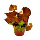 Begonia Peter Piper 4Ch Orange Rhizomatous Rhizo