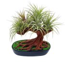Resin Bonsai Air Plant Tree Glued With Live Air   Home And Office Gift By