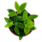 Columnea Lipstick Plant Goldfish Plant 2Ch
