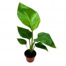 Giant White Bird Of Paradise 4Ch Strelitzia Nicolai Wild Banana