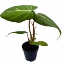 Philodendron Gloriosum Anthurium Gloriosum Velvet Philodendron Creeper Plant