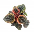Peperomia Abricos 4Ch Rare Pep Caperata Exotic Hous
