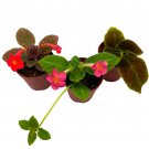 Flame Violet Episcia Cupreata Assortment Set 2Ch Pots 3 Different Velvet Pla