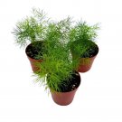 Ming Fern Asparagus Retrofractus 2Ch Set Of 3 Tiny Mini Pixie Plant