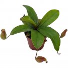 Winged Pitcher Plant Carnivorous 2Ch Pot