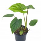 Philodendron Plowmanii 4Ch Rare Philo