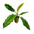 Philodendron Jungle Boogie 4Ch Philo Narrow Rare House Plant