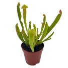 Sweet Pitcher Plant Carnivorous Plant Sarracenia Rubra Walter Pitcherplant