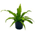 Bird'S Nest Fern Crissie Asplenium Antiquum Epiphytic Fern A 4Ch Pot