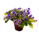 Spring Fever 2Ch Variegated Mini African Violet Saintpaulia Gesneri