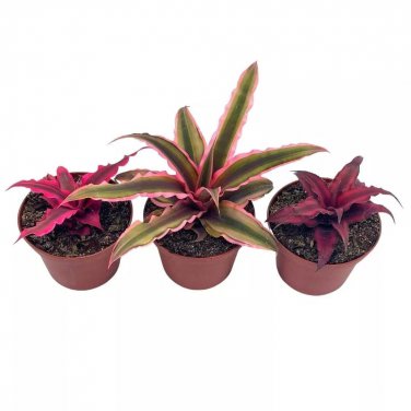 Cryptanthus Bivittatus Assortment Earth Star Bromeliad Set 3 Different Succule