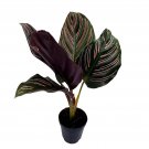 Calathea Ornata Pinstripe Plant Zebra Plant Cathedral Plant Peacock Plant