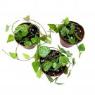 String Of Hearts 2Ch Set Of 3 Ceropegia Woodii Tiny Mini Pixie