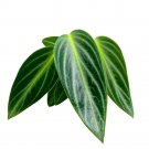 Peperomia Maculosa Spotted-Stalked Pep Monster Peperomia 4Ch
