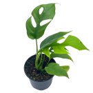 Monstera Minima 4Ch Rhaphidophora Tetrasperma Philodendron Piccolo Mini Gi