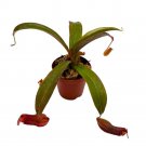 Nepenthes Rebecca Soper 2Ch Red Tropical Pitcher Carnivorous Plant