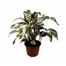 Calathea Stella 6Ch Beautiful White Variegated House Plant Lietzei Fusion W