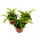 Boston Fern 2Ch Set Of 3 Nephrolepis Exaltata Bostonfern Tiny Mini Pixie Plan