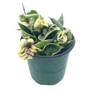 Variegated Hindu Rope Hoya Compacta Carnosa Very Rare Limited Live Plant 4