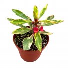 Variegated Crown Of Thorns 4Ch Rare Euphorbia Milii Hybrid
