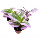 Tradescantia Nanouk 2Ch Set Of 3 Fantasy Venice Wandering Dude Albiflora Spid