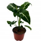 Syngonium Wayetii 4Ch Arrowhead Vine Rare Syngonium House Plant