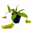Nepenthes Hispida Beck 2Ch Winged Pitcher Rare Carnivorous Plant