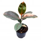 Ficus Elastica Ruby Tricolor 6Chdia Rubber Tree Decora Fig Plant