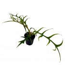 Phildendron Tortum 2Ch Pot Phildendron Bipinattifidum Polypodioides Tor