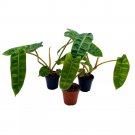 Philodendron Billietiae 2Ch Set Of 3 Washboard Abs Philo Billie Tiny Mini Pix