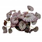 Silver Dollar Begonia King Begonia Painted Begonia Pai