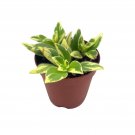 Columnea Light Prince Goldfish Plant 2Ch Hirta Lipstick Tiny Mini Pixie Arran