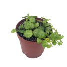 String Of Turtles Peperomia Prostrata Vining Plant Live Tiny Mini Pixie Plant