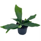 Staghorn Fern Platycerium Bifurcatum 4Ch Crown Elkhorn Fern