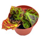 Begonia Rajah 4Ch Pot Extremely Rare Homegrown Exclu