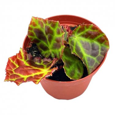 Begonia Rajah 4Ch Pot Extremely Rare Homegrown Exclu