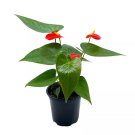 Anthurium Red Flamingo Lily Andraeanum Linden Ex Andre Painter'S Palette 4