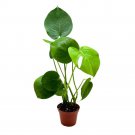 Monstera Deliciosa 4Ch Split-Leaf Philo Original Swiss Cheese Philodendron