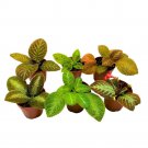Flame Violet Assortment Episcia Variety 2Ch Set Of 6