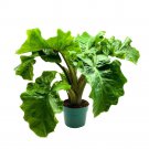 Alocasia Low Rider 6Ch Elephant Ear Large Plant