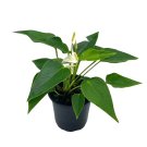 Anthurium White Very Rare Limited Live Plant With Flower A 4Ch Pot