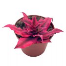 Cryptanthus Bivittatus 2Ch Red Star Bromeliad Tiny Mini Pixie Plant Brigh