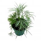 Eyelash Fern Actiniopteris Australis 4Ch Pot