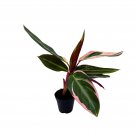 Stromanthe Triostar Stromanthe Sanguinea Stromanthe Thalia And Tricolor Plant