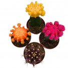 Grafted Cactus Assortment Set 2Ch Set Of 4 Colorful Moo