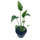 Alocasia 'Tiny Dancer' A 4Ch Pot
