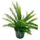 Boston Fern 4Ch Nephrolepis Exaltata