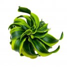 Dracaena Tornado 4Ch Twisted Fragrans Rare Plant