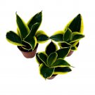 Black Gold Snake Plant 2Ch Set Of 3 Green Yellow Albomarginata Dwarf Rosette